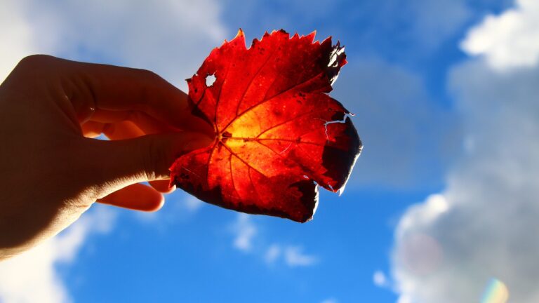 maple-leaf-4950411_1280