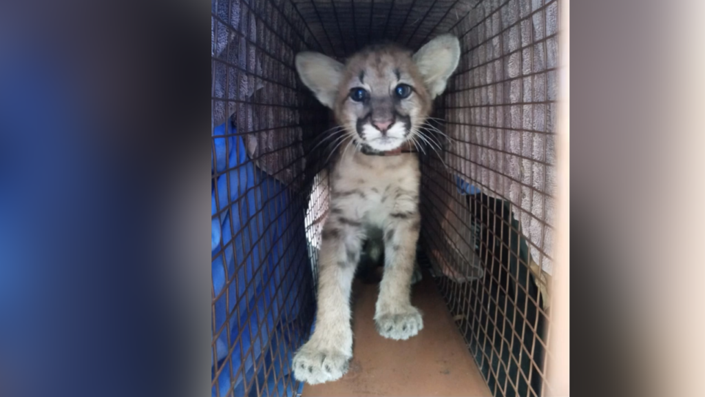 VIDEO: Encuentro de una pantera con su cachorro de 4 meses, en Florida